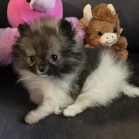 Candace Tiny, a female Pomeranian for sale in Tennessee, TN – Photo 4 of 8