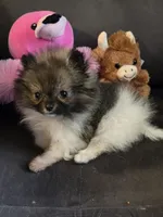 Super Tiny, a female Pomeranian for sale in Tennessee, TN – Photo 4 of 7