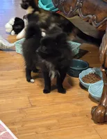 Bo, a male Pomeranian for sale in Tennessee, TN – 4 of 8