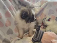 Princess sassy pants, a female Pomeranian for sale in Tennessee, TN – 2 of 5