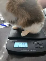 TINY MOCHA under 3#, a female Pomeranian for sale in Tennessee, TN – 9 of 10