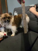 TINY MOCHA under 3#, a female Pomeranian for sale in Tennessee, TN – 10 of 10