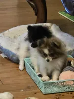 Princess sassy pants, a female Pomeranian for sale in Tennessee, TN – 4 of 9