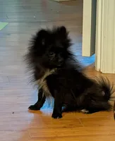 Bo, a male Pomeranian for sale in Tennessee, TN – Photo 5 of 8