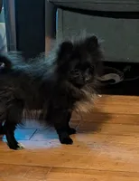 Bo, a male Pomeranian for sale in Tennessee, TN – Photo 7 of 8