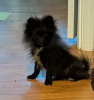 Bo, a male Pomeranian for sale in Tennessee, TN – Photo 3 of 8