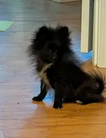 Bo, a male Pomeranian for sale in Tennessee, TN – Photo 6 of 8