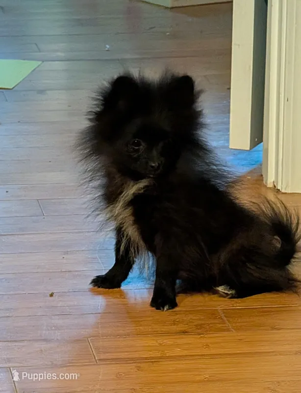 Bo – Pomeranian puppy for sale in Tennessee, TN