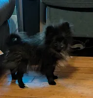 Bo, a male Pomeranian for sale in Tennessee, TN – Photo 8 of 8