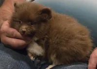 Luca, a male Pomeranian for sale in Tennessee, TN – 1 of 8