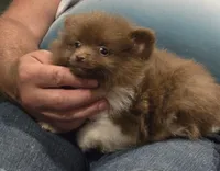 Luca, a male Pomeranian for sale in Tennessee, TN – 3 of 8