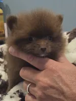 Coco Chanel Tiny, a female Pomeranian for sale in Tennessee, TN – 2 of 7