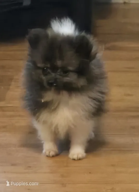 AKC Mercedes  – Pomeranian puppy for sale in Tennessee, TN