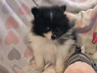 AKC Smudge, a female Pomeranian for sale in Tennessee, TN – 4 of 5