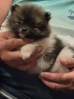 Necko, a male Pomeranian for sale in Tennessee, TN – 10 of 10