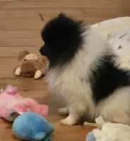 Angel , a female Pomeranian for sale in Tennessee, TN – 2 of 10