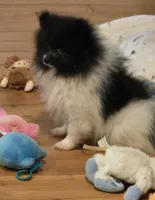 Angel , a female Pomeranian for sale in Tennessee, TN – 3 of 10