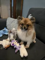 TINY MOCHA under 3#, a female Pomeranian for sale in Tennessee, TN – 4 of 10