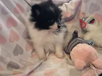 AKC Smudge, a female Pomeranian for sale in Tennessee, TN – 3 of 5