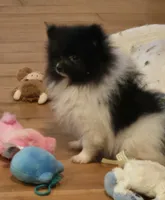 Angel , a female Pomeranian for sale in Tennessee, TN – 7 of 10