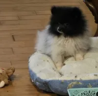 Angel , a female Pomeranian for sale in Tennessee, TN – 9 of 10