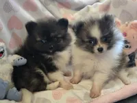 AKC Mercedes , a female Pomeranian for sale in Tennessee, TN – 5 of 5