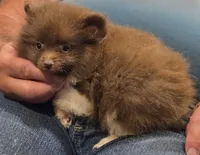 Luca, a male Pomeranian for sale in Tennessee, TN – 7 of 8