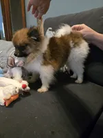 TINY MOCHA under 3#, a female Pomeranian for sale in Tennessee, TN – 5 of 10