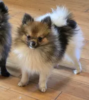 Mocha under 3#, a female Pomeranian for sale in Tennessee, TN – 5 of 8