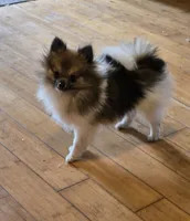 Mocha under 3#, a female Pomeranian for sale in Tennessee, TN – 2 of 8