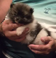 Necko, a male Pomeranian for sale in Tennessee, TN – 6 of 10