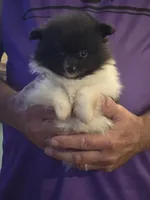 Parti Girl, a female Pomeranian for sale in Tennessee, TN – 2 of 7