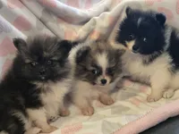 AKC Smudge, a female Pomeranian for sale in Tennessee, TN – 5 of 5
