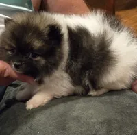 Necko, a male Pomeranian for sale in Tennessee, TN – 9 of 10