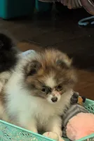Princess sassy pants, a female Pomeranian for sale in Tennessee, TN – 6 of 9