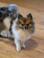 Mocha under 3#, a female Pomeranian for sale in Tennessee, TN – 1 of 8