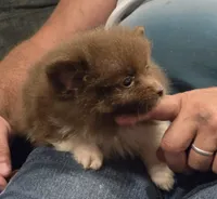Luca, a male Pomeranian for sale in Tennessee, TN – 4 of 8