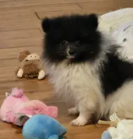 Angel , a female Pomeranian for sale in Tennessee, TN – 10 of 10