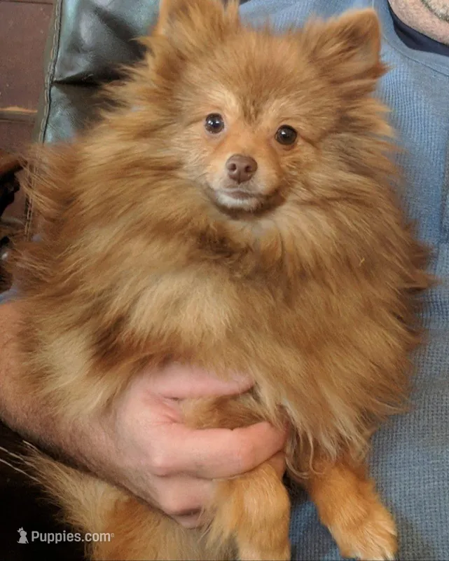 Carmel  – Pomeranian puppy for sale in Tennessee, TN