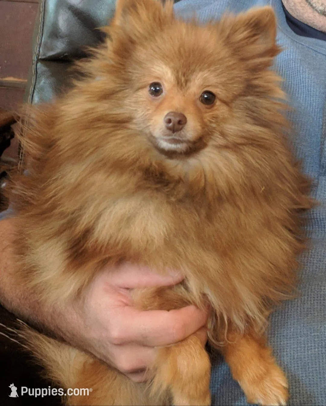 Carmel , a female Pomeranian for sale in Tennessee, TN – Photo 6 of 6