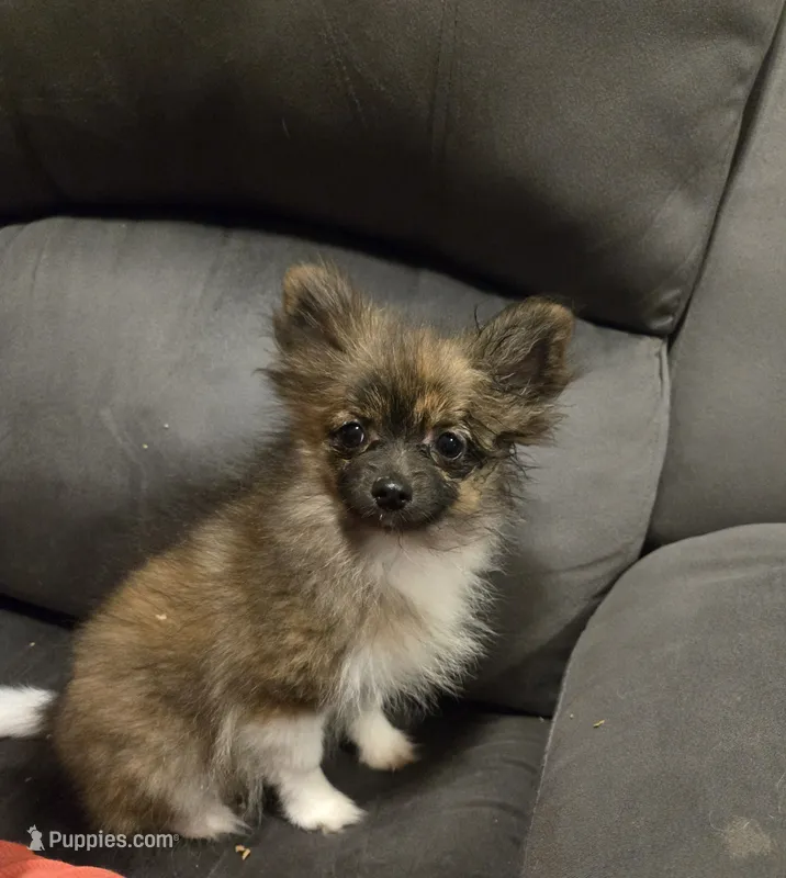 MERCEDES  – Pomeranian puppy for sale in Tennessee, TN