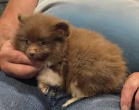 Luca, a male Pomeranian for sale in Tennessee, TN – 8 of 8