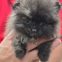 Smoke, a female Pomeranian for sale in Tennessee, TN – Photo 3 of 10