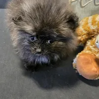 Smoke, a female Pomeranian for sale in Tennessee, TN – Photo 9 of 10