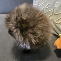 Smoke, a female Pomeranian for sale in Tennessee, TN – Photo 8 of 10