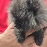 Smoke, a female Pomeranian for sale in Tennessee, TN – Photo 4 of 10