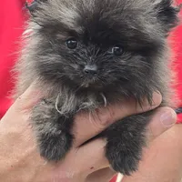 Smoke, a female Pomeranian for sale in Tennessee, TN – Photo 2 of 10