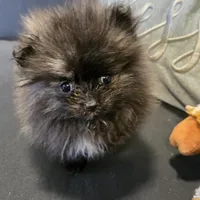 Smoke, a female Pomeranian for sale in Tennessee, TN – Photo 6 of 10