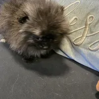 Smoke, a female Pomeranian for sale in Tennessee, TN – Photo 10 of 10