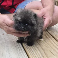 Smoke, a female Pomeranian for sale in Tennessee, TN – Photo 5 of 10